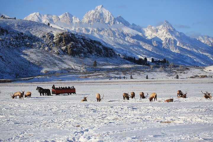 Open Horse Drawn Sleigh with a Wrangler Guide